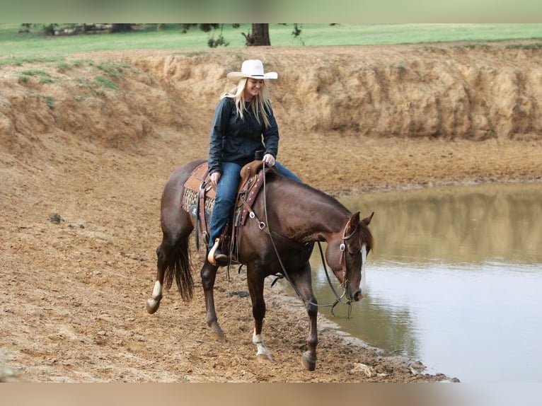 American Quarter Horse Castrone 7 Anni 150 cm Sauro scuro in jOSHUA tx