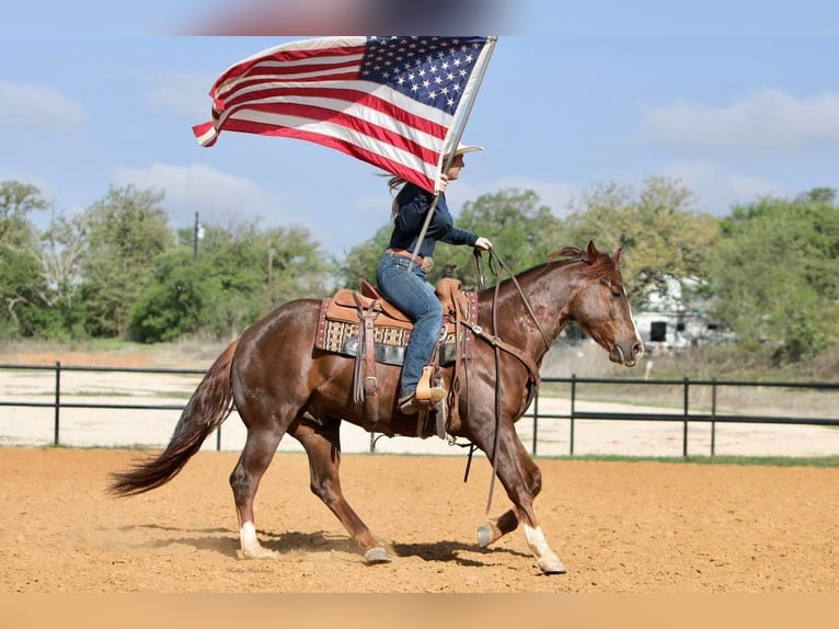 American Quarter Horse Castrone 7 Anni 150 cm Sauro scuro in jOSHUA tx