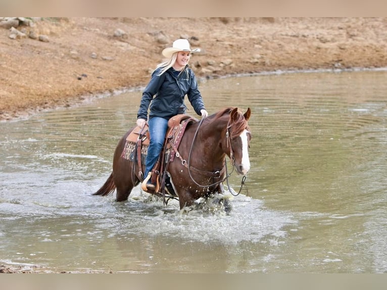 American Quarter Horse Castrone 7 Anni 150 cm Sauro scuro in jOSHUA tx