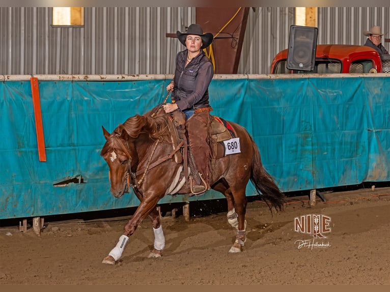 American Quarter Horse Castrone 7 Anni 150 cm Sauro scuro in Billings