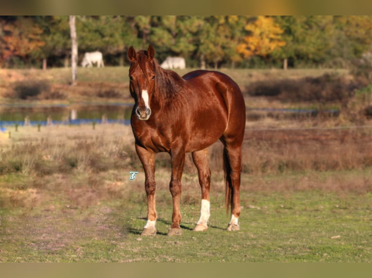 American Quarter Horse Castrone 7 Anni 150 cm Sauro scuro in Carthage