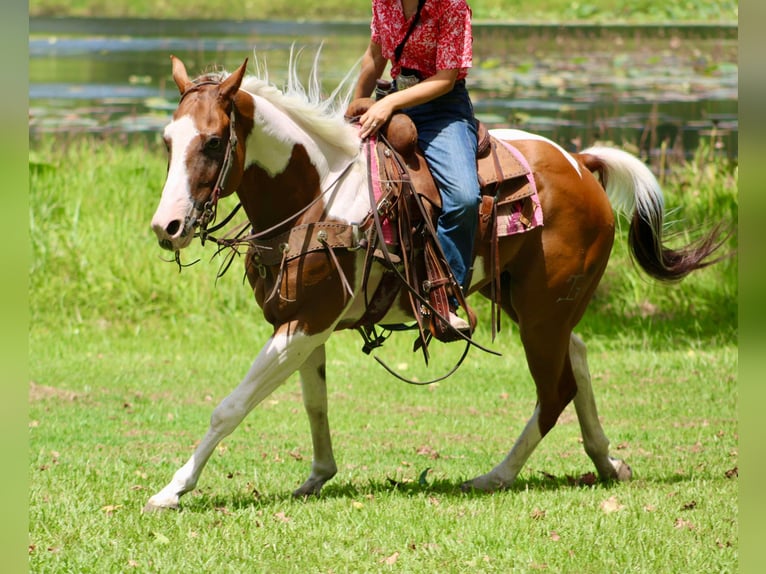 American Quarter Horse Castrone 7 Anni 150 cm Tobiano-tutti i colori in Willis Point TX