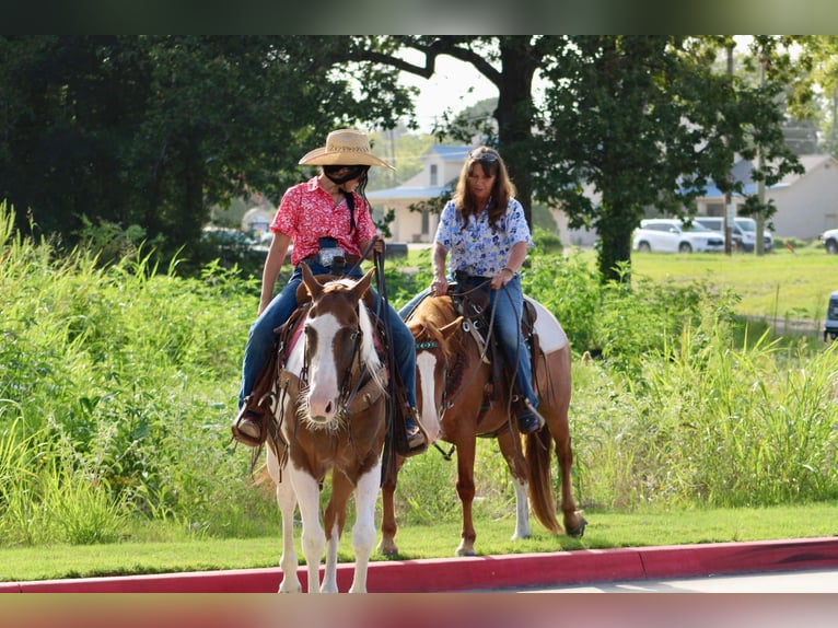 American Quarter Horse Castrone 7 Anni 150 cm Tobiano-tutti i colori in Willis Point TX