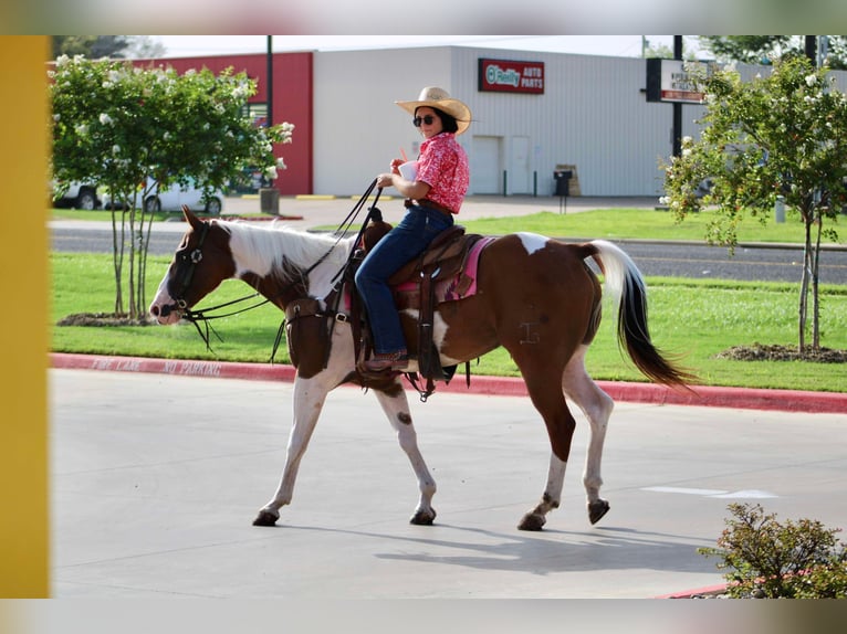 American Quarter Horse Castrone 7 Anni 150 cm Tobiano-tutti i colori in Willis Point TX