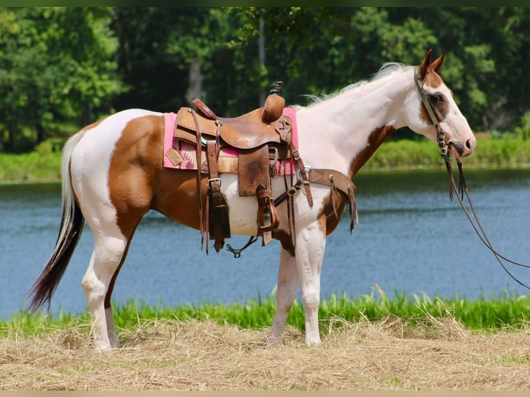 American Quarter Horse Castrone 7 Anni 150 cm Tobiano-tutti i colori in Willis Point TX