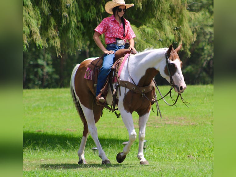 American Quarter Horse Castrone 7 Anni 150 cm Tobiano-tutti i colori in Willis Point TX