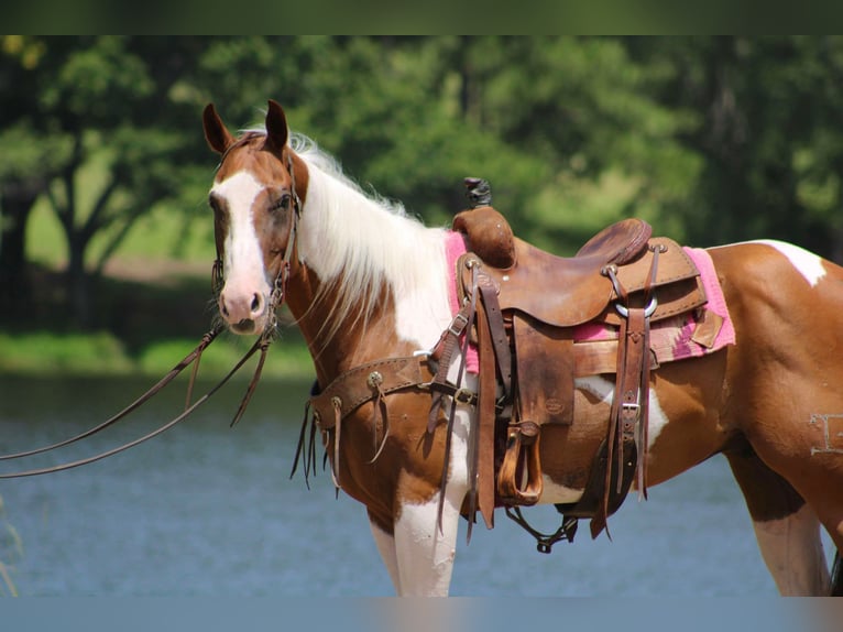 American Quarter Horse Castrone 7 Anni 150 cm Tobiano-tutti i colori in Willis Point TX