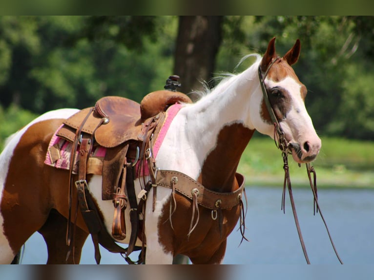 American Quarter Horse Castrone 7 Anni 150 cm Tobiano-tutti i colori in Willis Point TX