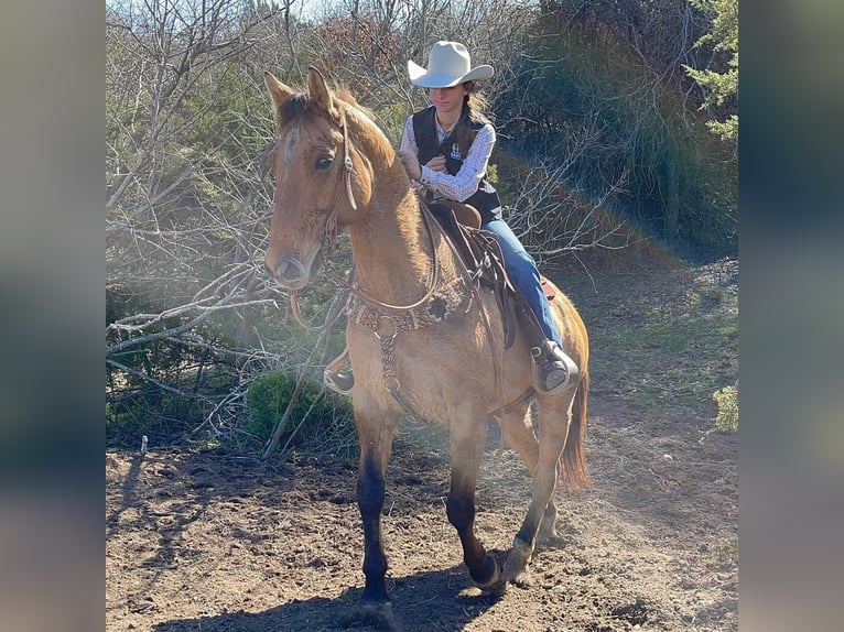 American Quarter Horse Castrone 7 Anni 152 cm Baio chiaro in Los Angeles