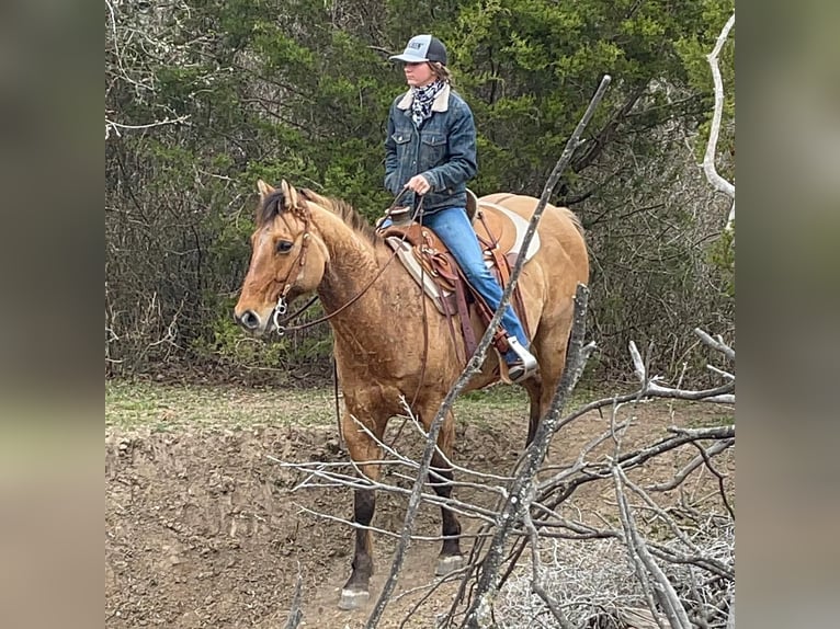 American Quarter Horse Castrone 7 Anni 152 cm Baio chiaro in Los Angeles