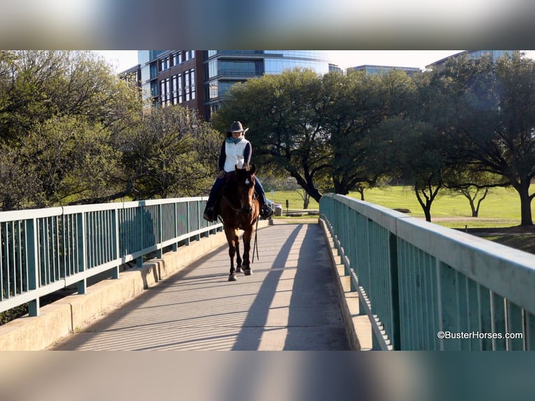 American Quarter Horse Castrone 7 Anni 152 cm Baio ciliegia in Weatherford TX