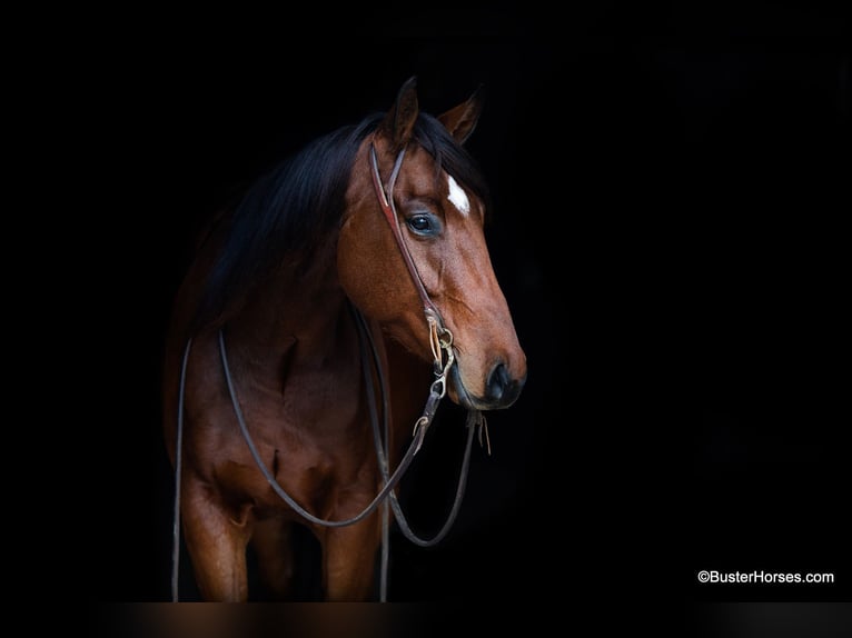 American Quarter Horse Castrone 7 Anni 152 cm Baio ciliegia in Weatherford TX