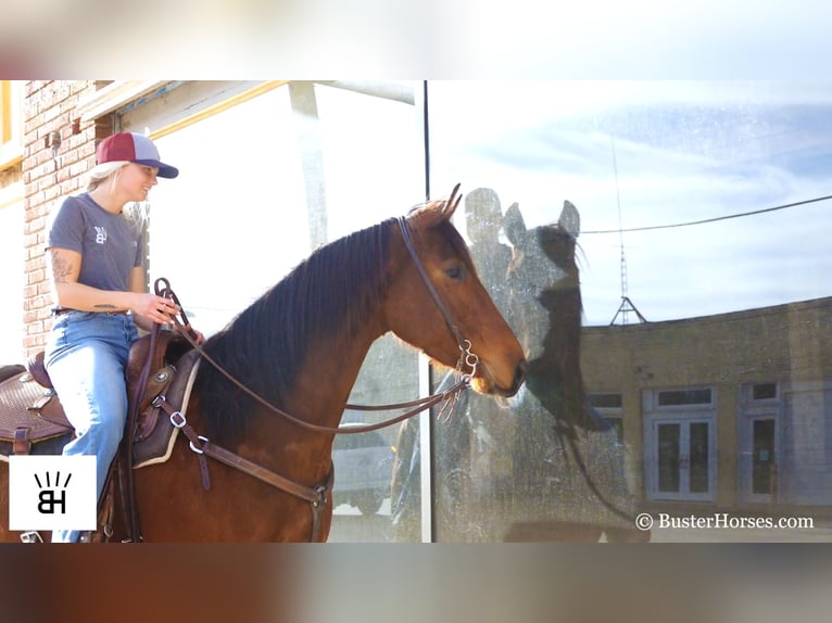 American Quarter Horse Castrone 7 Anni 152 cm Baio ciliegia in Weatherford TX