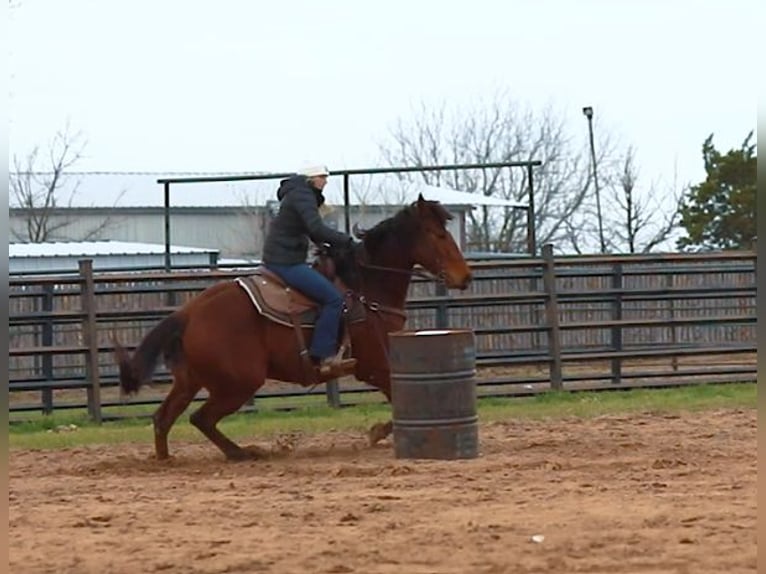 American Quarter Horse Castrone 7 Anni 152 cm Baio ciliegia in Weatherford TX