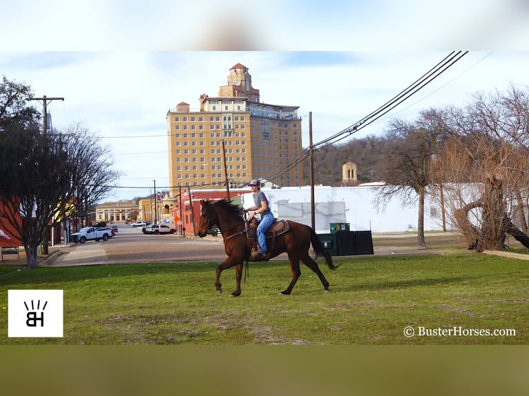 American Quarter Horse Castrone 7 Anni 152 cm Baio ciliegia in Weatherford TX