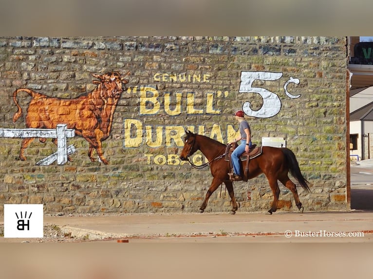 American Quarter Horse Castrone 7 Anni 152 cm Baio ciliegia in Weatherford TX