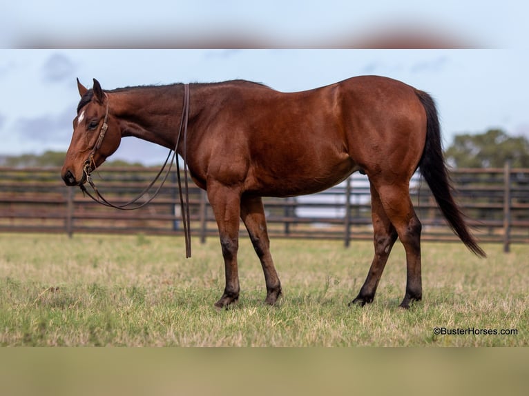 American Quarter Horse Castrone 7 Anni 152 cm Baio ciliegia in Weatherford TX