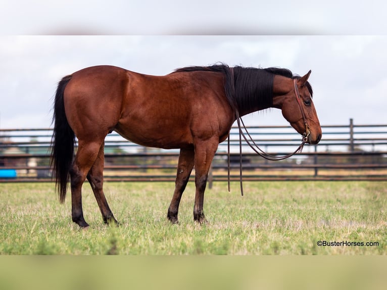 American Quarter Horse Castrone 7 Anni 152 cm Baio ciliegia in Weatherford TX