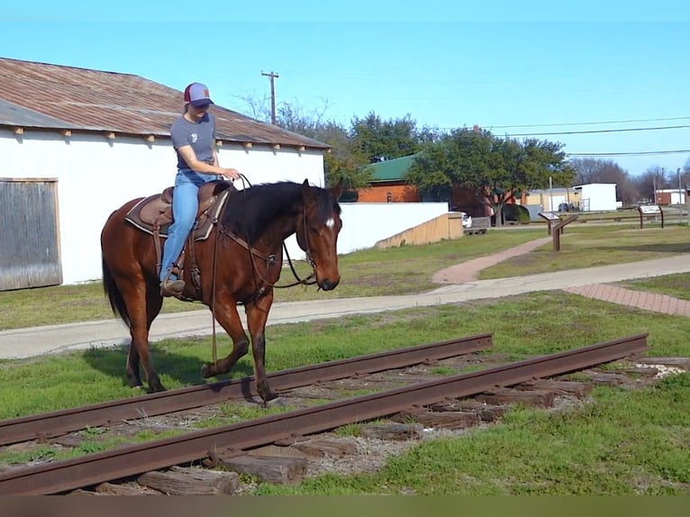 American Quarter Horse Castrone 7 Anni 152 cm Baio ciliegia in Weatherford TX