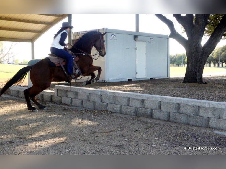 American Quarter Horse Castrone 7 Anni 152 cm Baio ciliegia in Weatherford TX