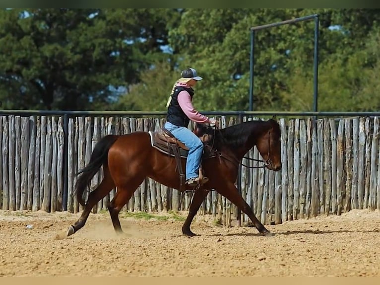 American Quarter Horse Castrone 7 Anni 152 cm Baio ciliegia in Weatherford TX