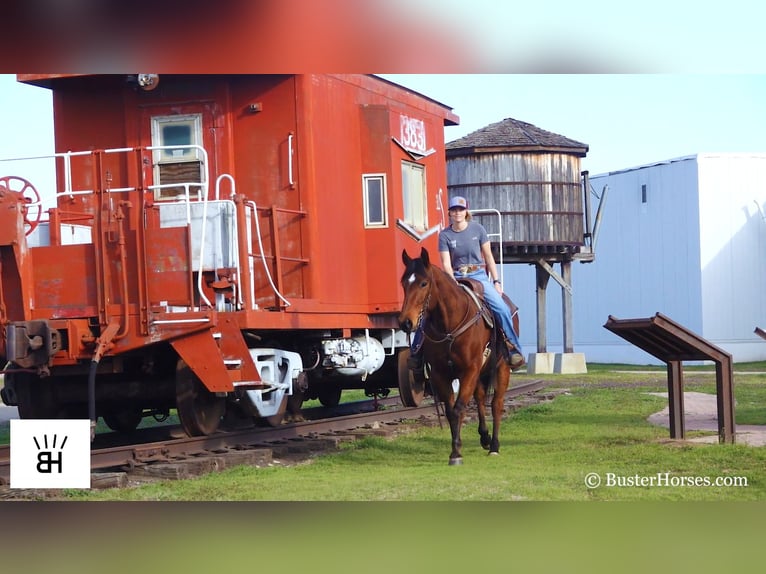 American Quarter Horse Castrone 7 Anni 152 cm Baio ciliegia in Weatherford TX