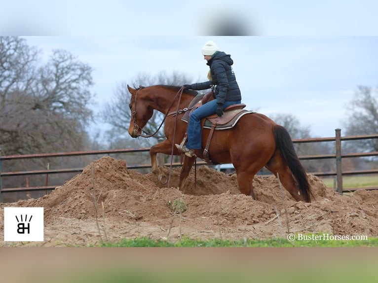 American Quarter Horse Castrone 7 Anni 152 cm Baio ciliegia in Weatherford TX