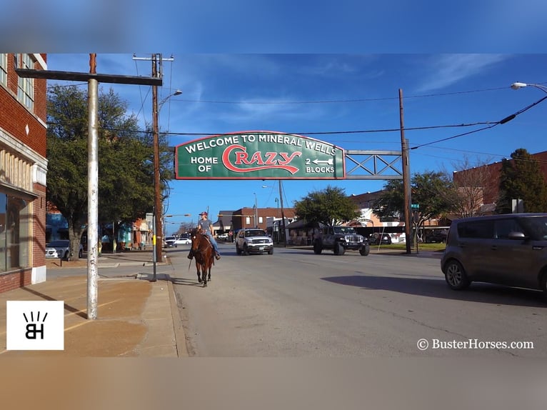 American Quarter Horse Castrone 7 Anni 152 cm Baio ciliegia in Weatherford TX