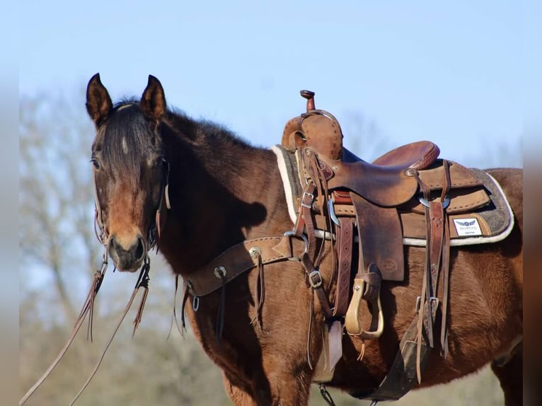 American Quarter Horse Castrone 7 Anni 152 cm Baio ciliegia in Canton TX