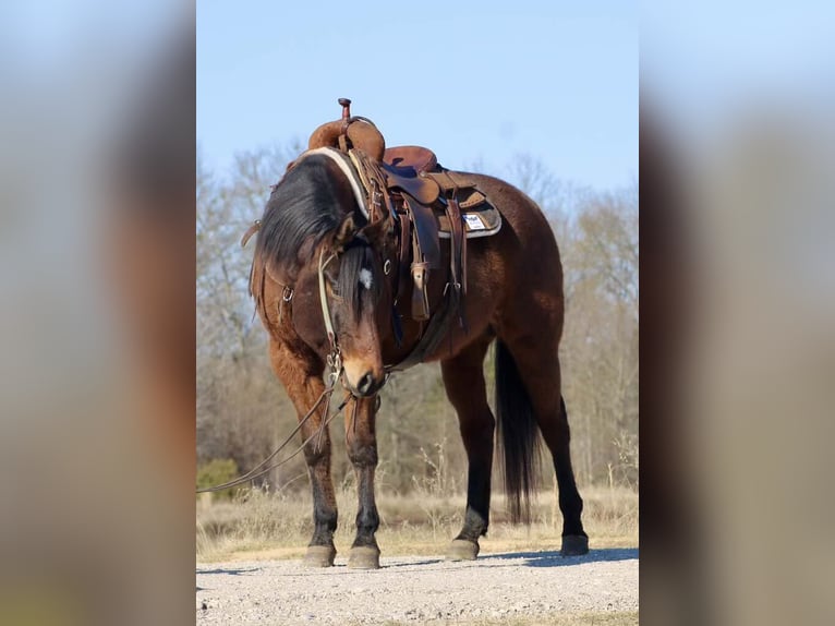 American Quarter Horse Castrone 7 Anni 152 cm Baio ciliegia in Canton TX