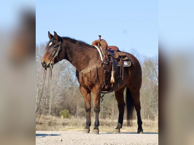 American Quarter Horse Castrone 7 Anni 152 cm Baio ciliegia in Canton TX