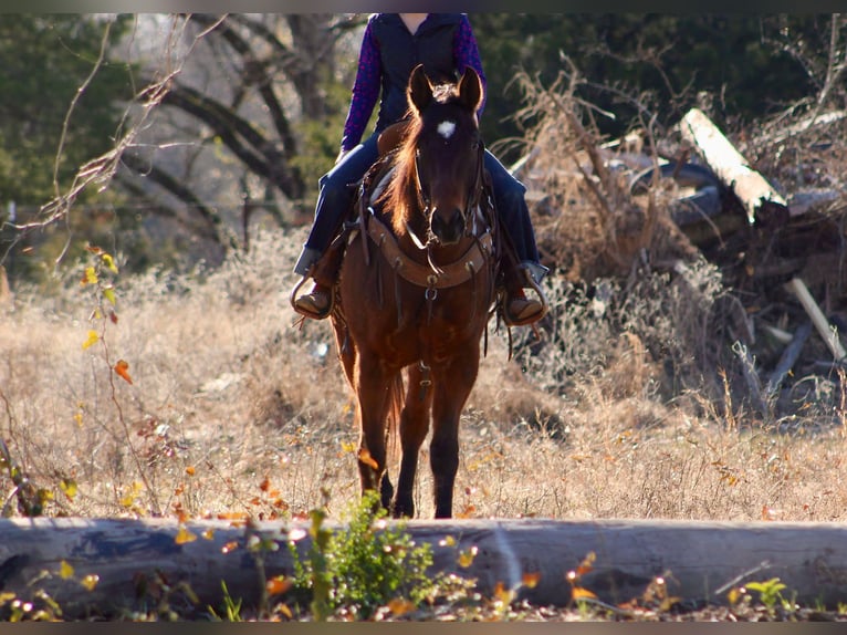 American Quarter Horse Castrone 7 Anni 152 cm Baio ciliegia in Canton TX