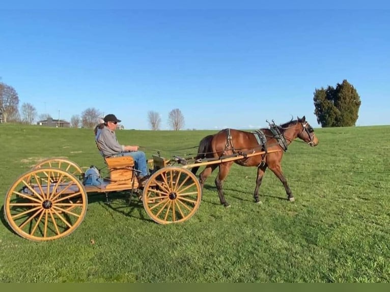 American Quarter Horse Castrone 7 Anni 152 cm Baio ciliegia in Robards, KY