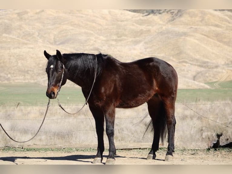 American Quarter Horse Castrone 7 Anni 152 cm Baio ciliegia in Paicines CA