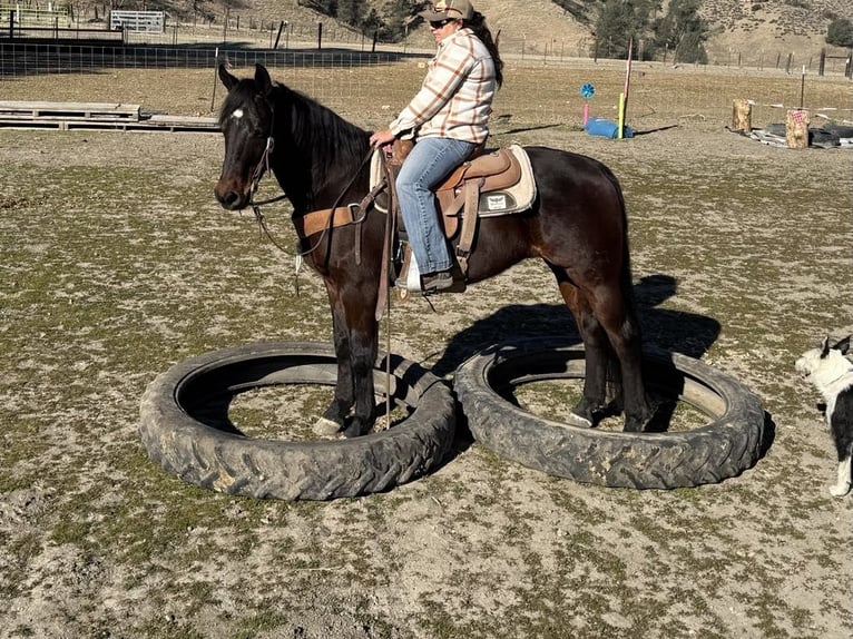 American Quarter Horse Castrone 7 Anni 152 cm Baio ciliegia in Paicines CA