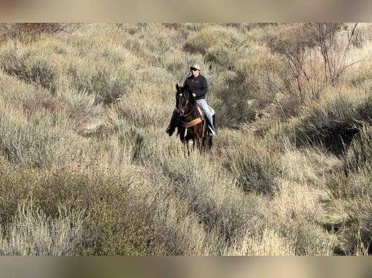 American Quarter Horse Castrone 7 Anni 152 cm Baio ciliegia in Paicines CA