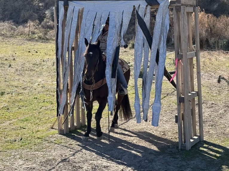 American Quarter Horse Castrone 7 Anni 152 cm Baio ciliegia in Paicines CA