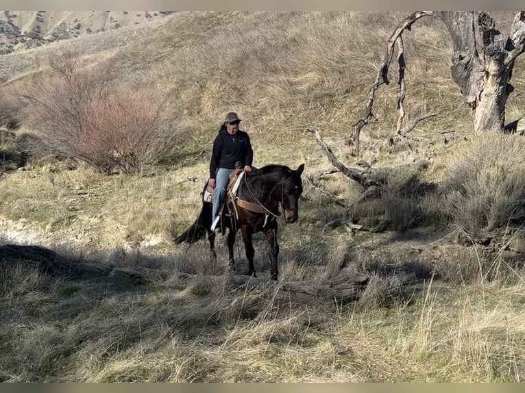 American Quarter Horse Castrone 7 Anni 152 cm Baio ciliegia in Paicines CA