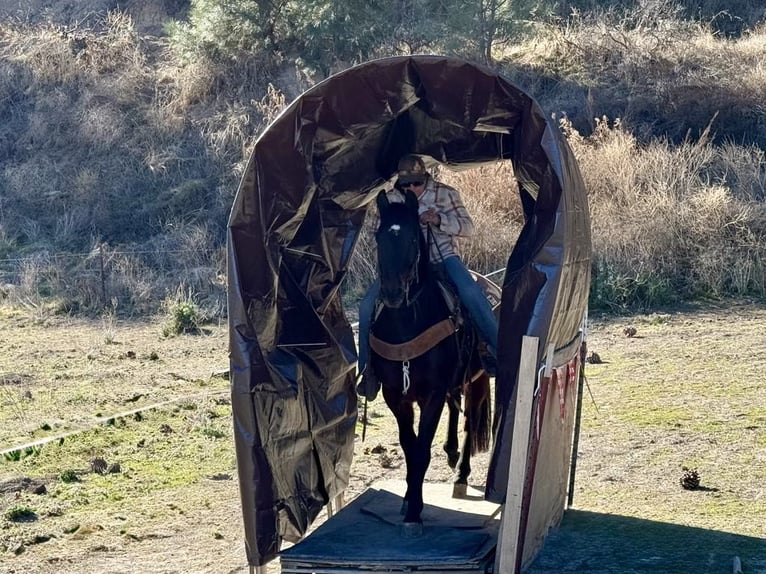 American Quarter Horse Castrone 7 Anni 152 cm Baio ciliegia in Paicines CA