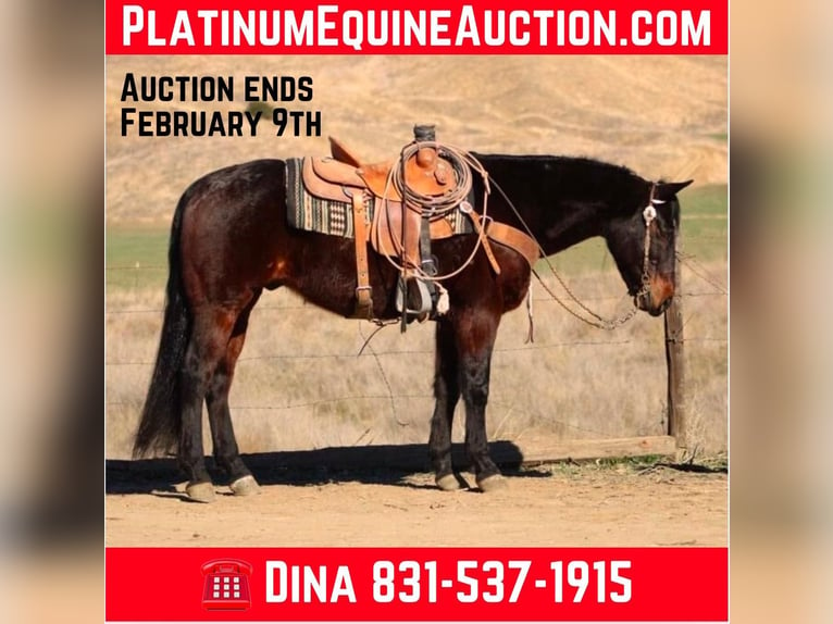 American Quarter Horse Castrone 7 Anni 152 cm Baio ciliegia in Paicines CA