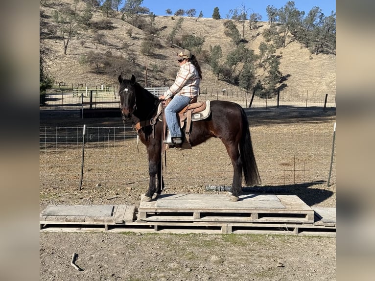 American Quarter Horse Castrone 7 Anni 152 cm Baio ciliegia in Paicines CA