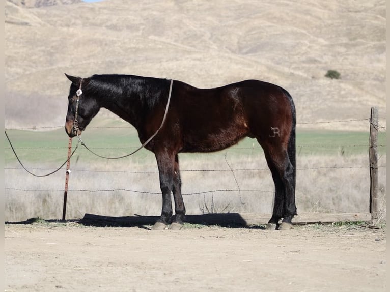 American Quarter Horse Castrone 7 Anni 152 cm Baio ciliegia in Paicines CA