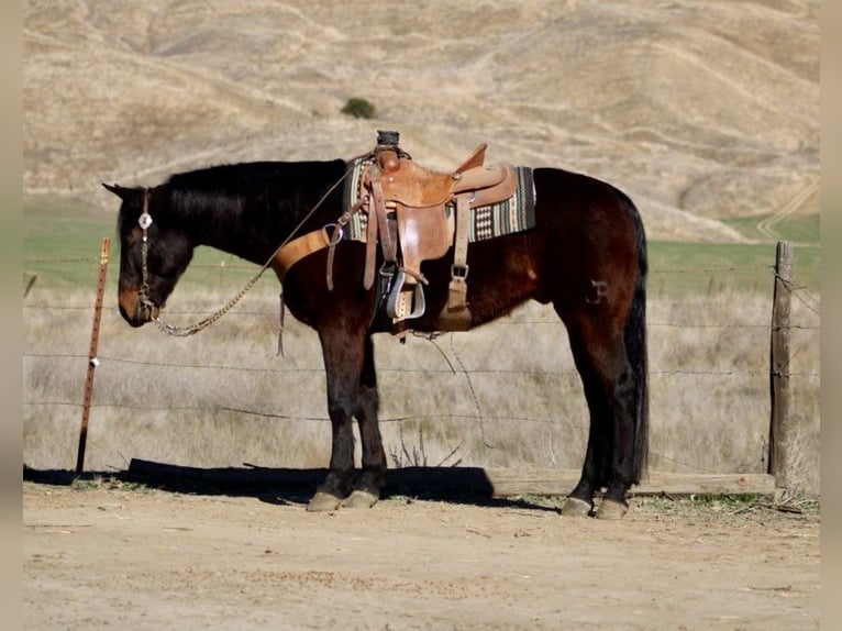 American Quarter Horse Castrone 7 Anni 152 cm Baio ciliegia in Paicines CA