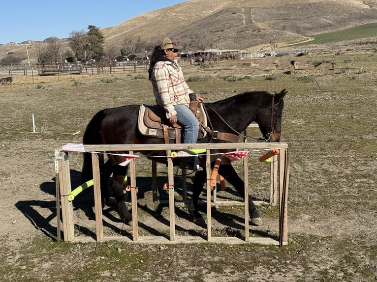 American Quarter Horse Castrone 7 Anni 152 cm Baio ciliegia in Paicines CA