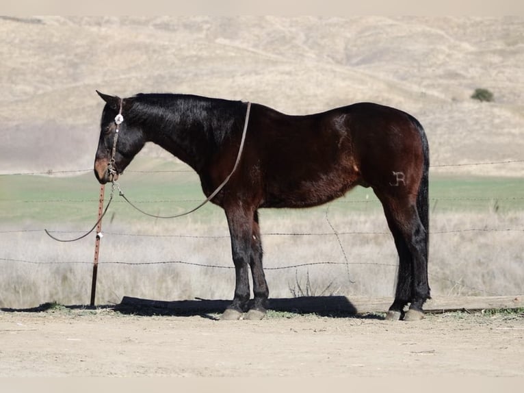 American Quarter Horse Castrone 7 Anni 152 cm Baio ciliegia in Paicines CA