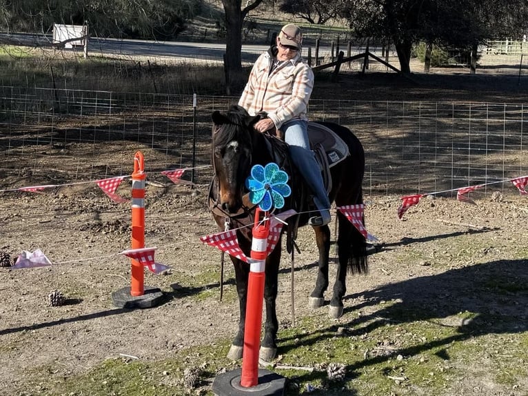 American Quarter Horse Castrone 7 Anni 152 cm Baio ciliegia in Paicines CA