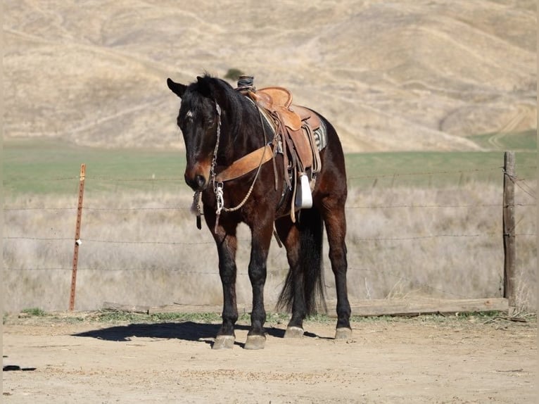 American Quarter Horse Castrone 7 Anni 152 cm Baio ciliegia in Paicines CA