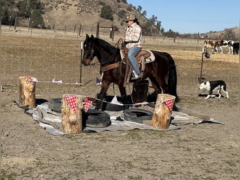 American Quarter Horse Castrone 7 Anni 152 cm Baio ciliegia in Paicines CA