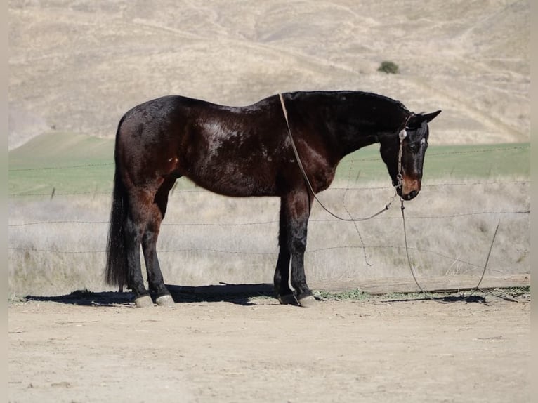 American Quarter Horse Castrone 7 Anni 152 cm Baio ciliegia in Paicines CA