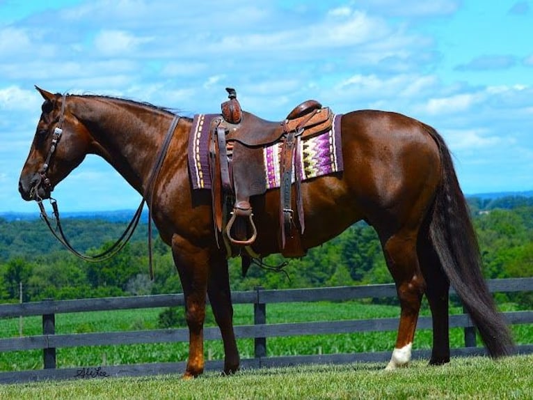 American Quarter Horse Castrone 7 Anni 152 cm Baio ciliegia in Wooster OH